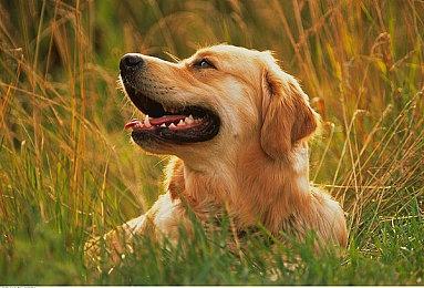 《Venture to the Vile》延期上市公告