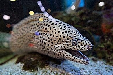 黑白手绘风格冒险游戏《白之旅》明年2＆14发行